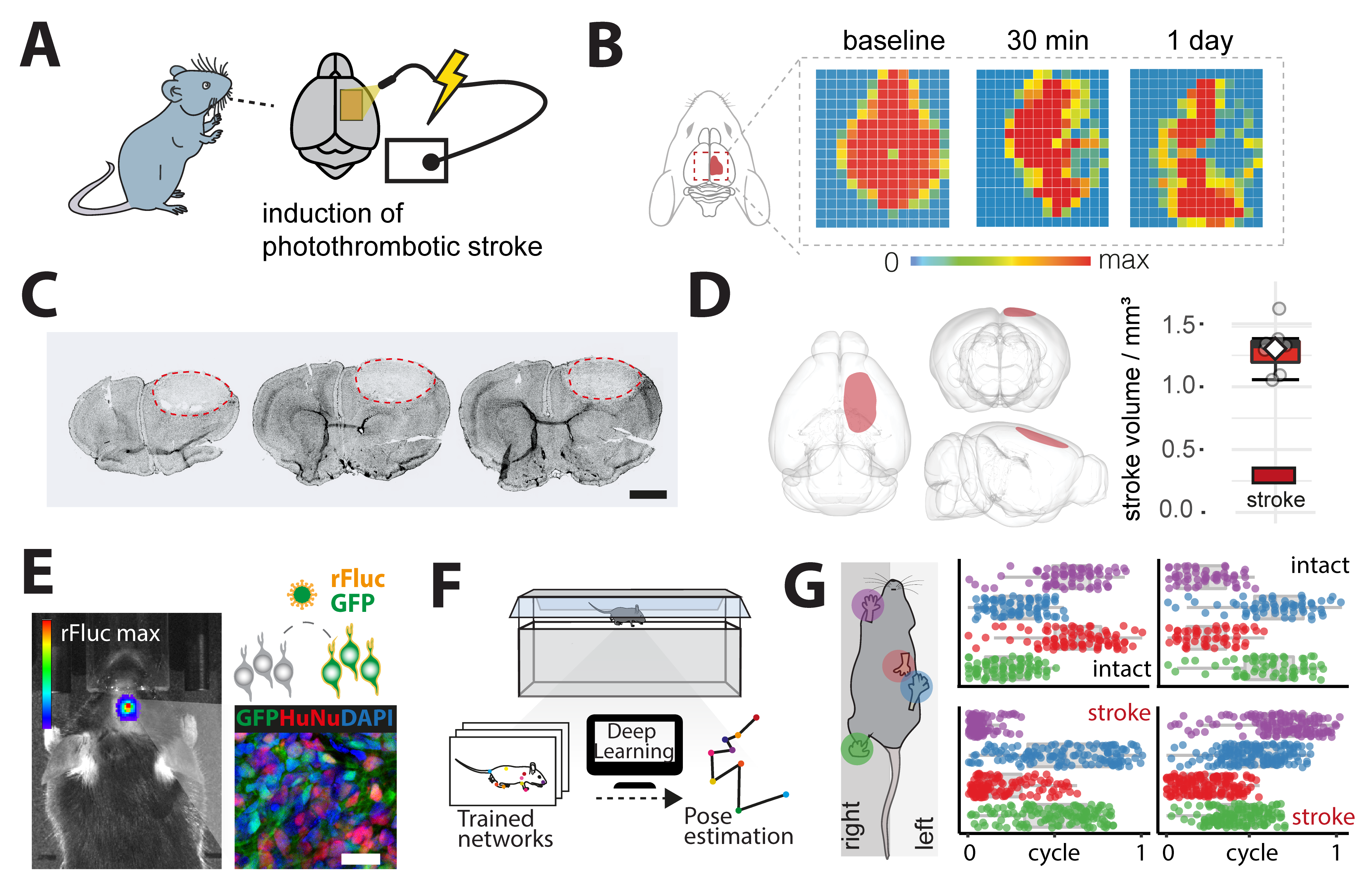Experimental overview of cell therapies after brain injury