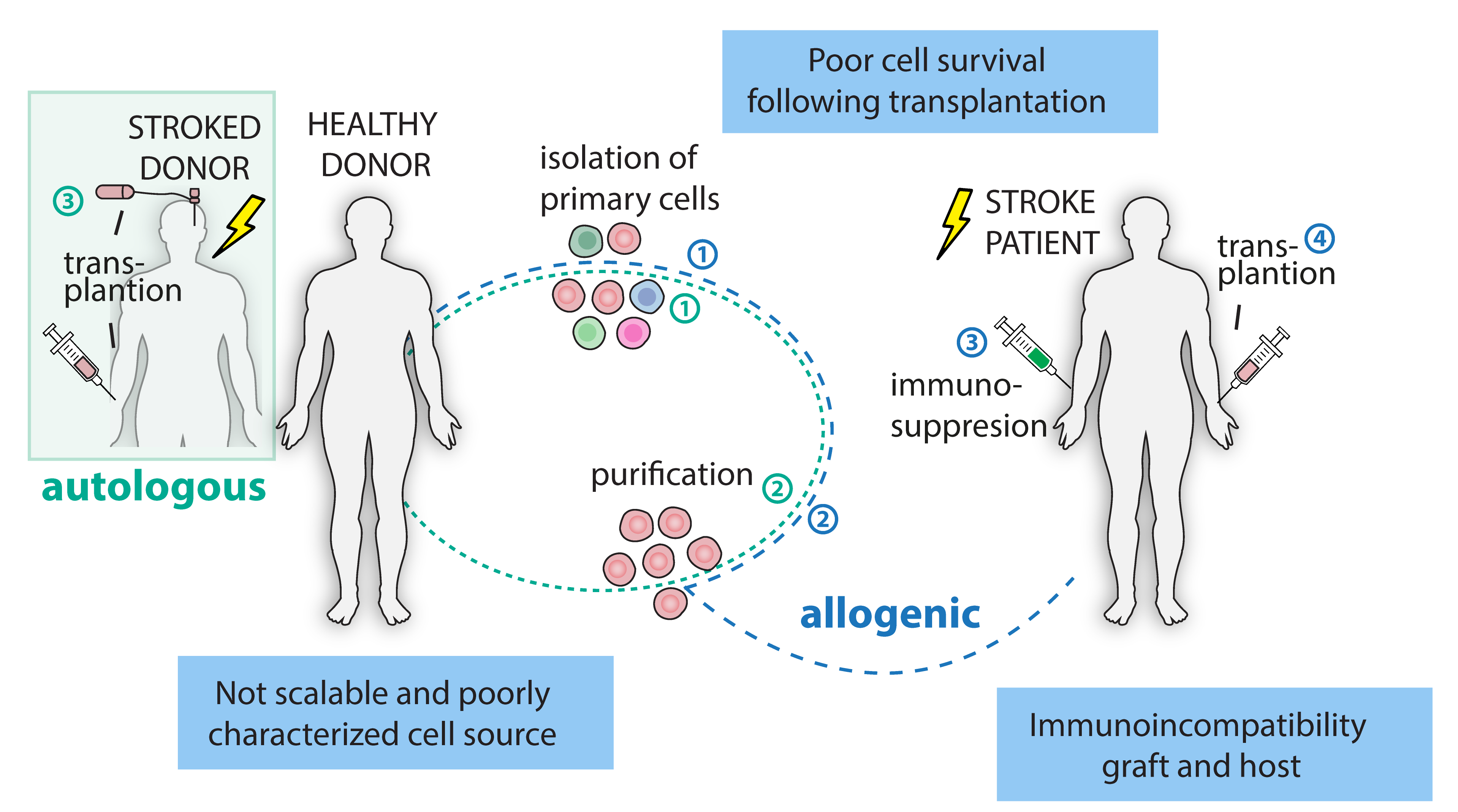 Current challenges in cell therapy following a stroke