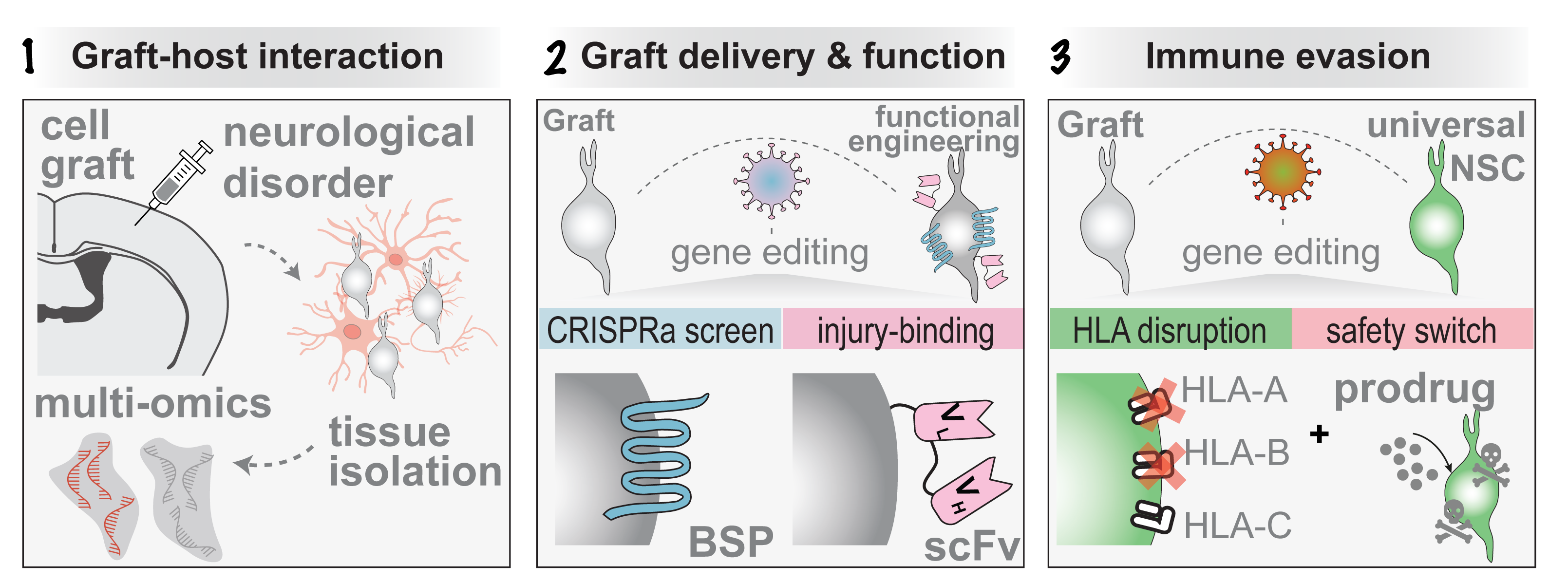 Research overview: Graft-host interaction, Graft delivery and function, Immune evasion