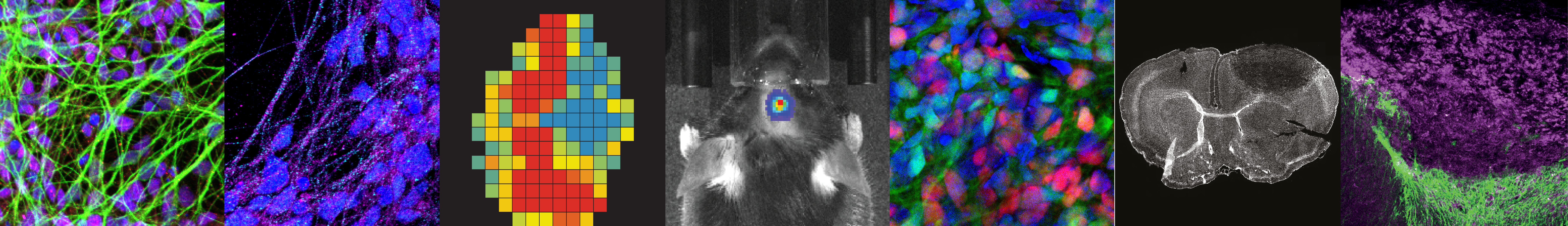 Rust Lab microscopy images
