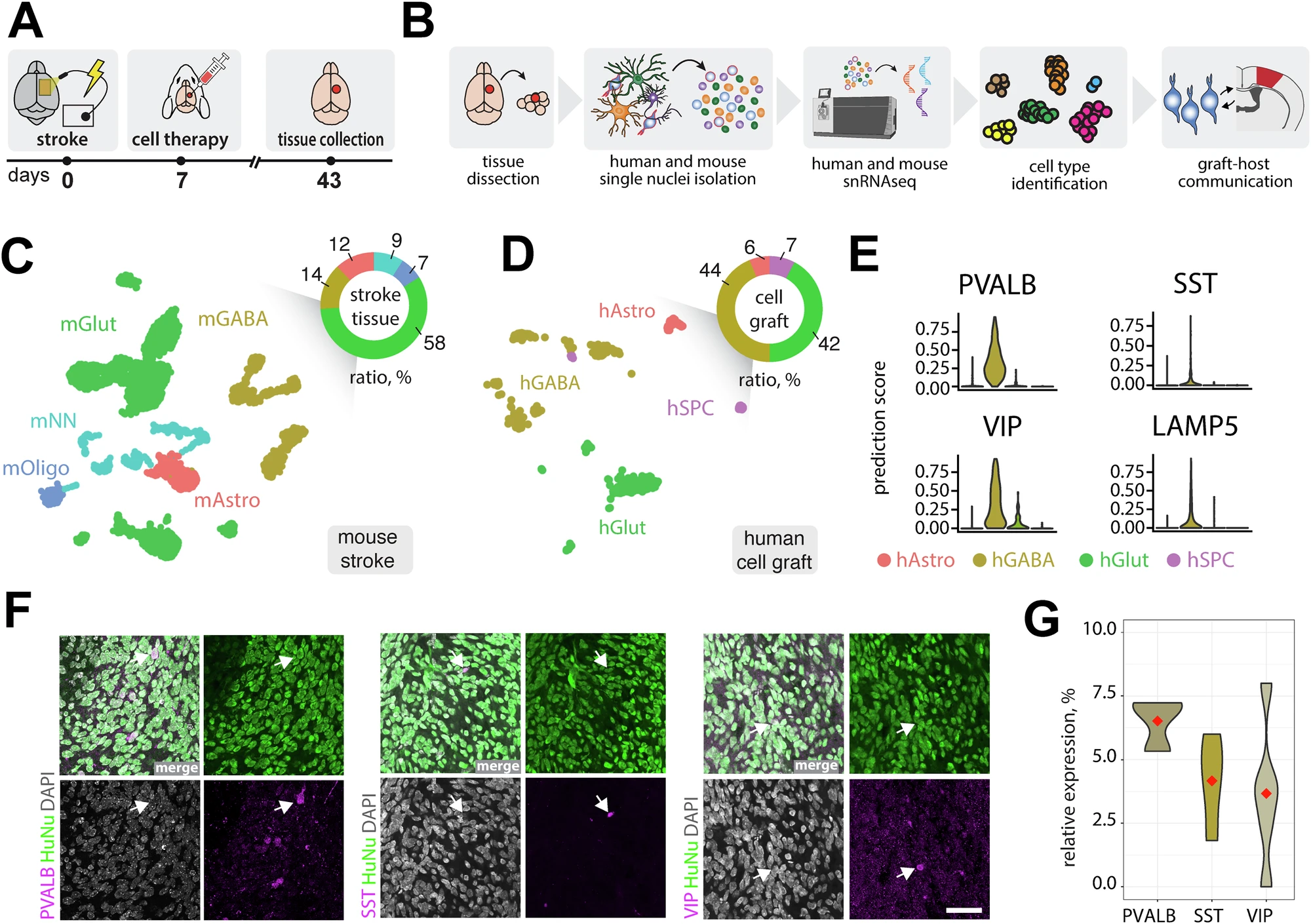 Figure from Neural xenografts contribute to long-term recovery in stroke via molecular graft-host crosstalk