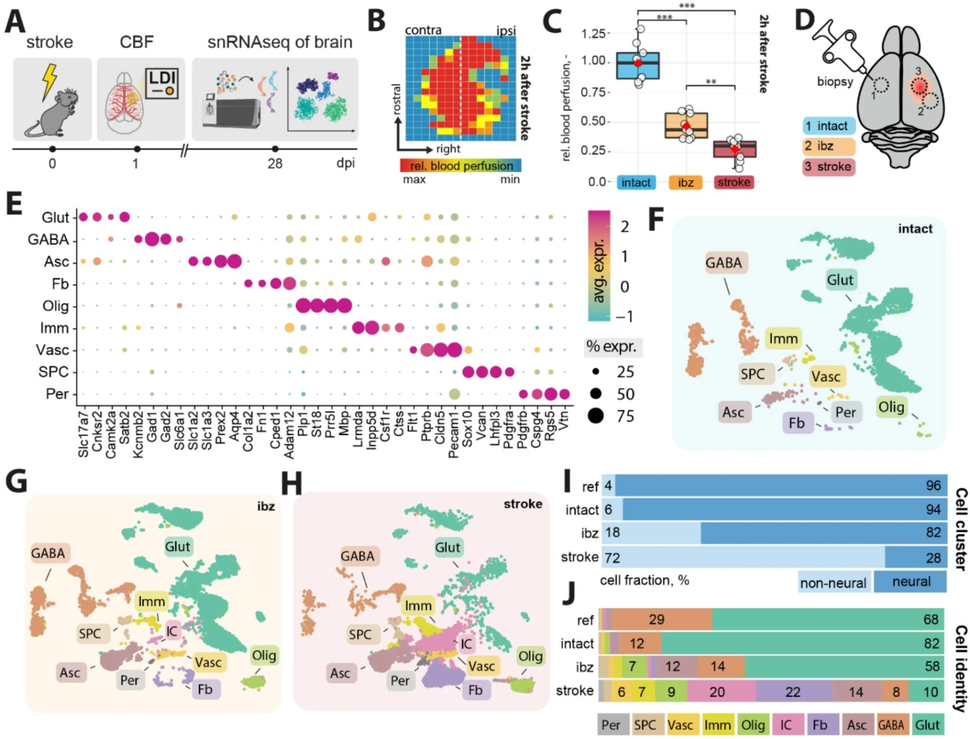 Figure from A molecular brain atlas reveals cellular shifts during the repair phase of stroke