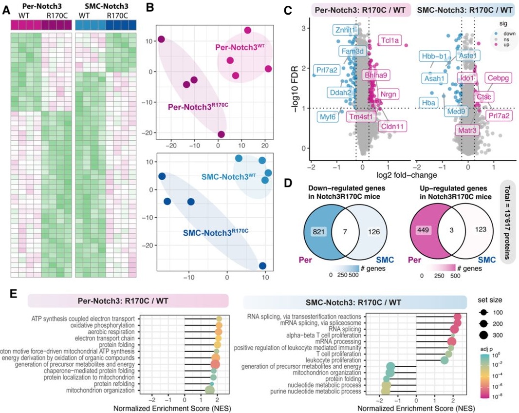 Figure from Multiomic profiling reveals pericyte and smooth muscle cell contributions to CADASIL pathology