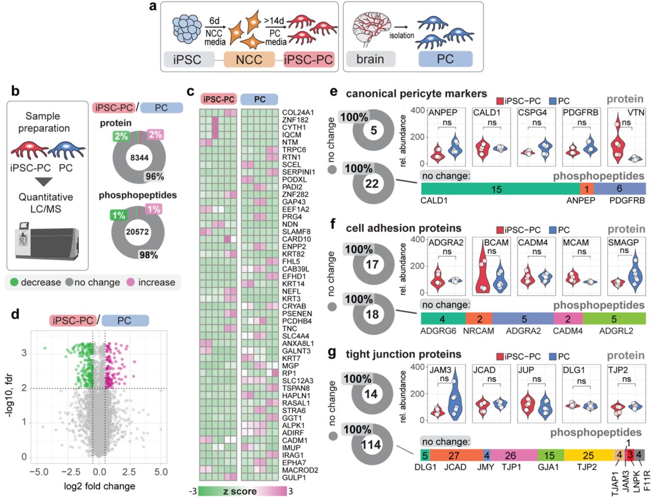 Figure from Molecular signature and functional properties of human pluripotent stem cell-derived brain pericytes