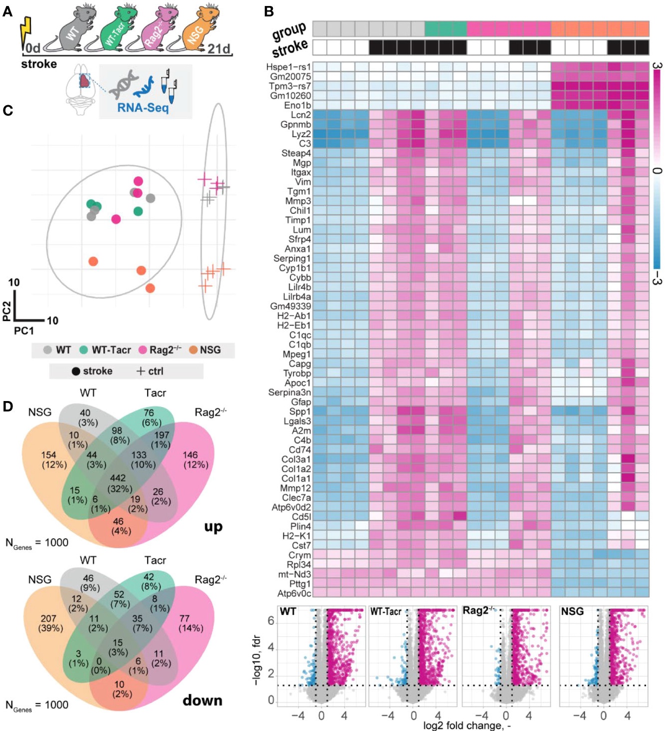 Figure from Molecular and anatomical roadmap of stroke pathology in immunodeficient mice